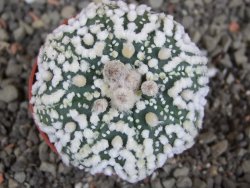 Astrophytum Hanazano Kabuto Star Shape, pot 5,5 cm - 12408609