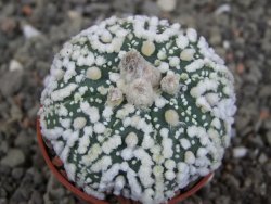 Astrophytum Hanazano Kabuto Star Shape, pot 5,5 cm - 12408610