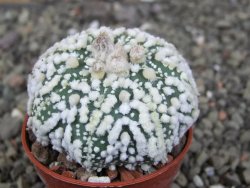 Astrophytum Hanazano Kabuto Star Shape, pot 5,5 cm