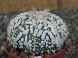Astrophytum Hanazano Kabuto Star Shape, pot 5,5 cm - 12408612