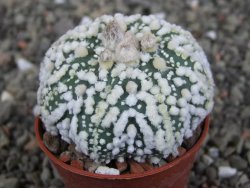 Astrophytum Hanazano Kabuto Star Shape, pot 5,5 cm - 12408613