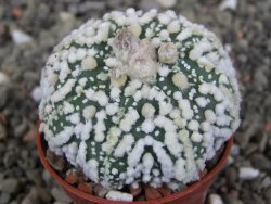 Astrophytum Hanazano Kabuto Star Shape, pot 5,5 cm - 12408614