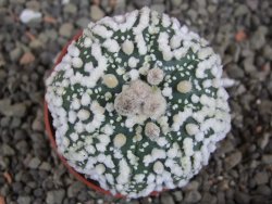Astrophytum Hanazano Kabuto Star Shape, pot 5,5 cm - 12408615