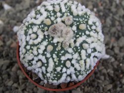 Astrophytum Hanazano Kabuto Star Shape, pot 5,5 cm - 12408616