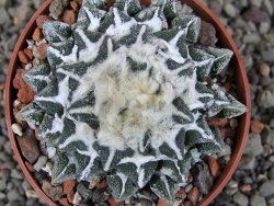 Ariocarpus kotschoubeyanus elephantidens Vista Hermosa pot 6,5 cm