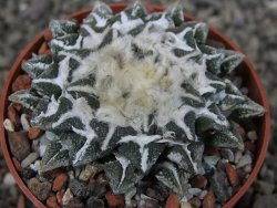 Ariocarpus kotschoubeyanus elephantidens Vista Hermosa pot 6,5 cm - 12408625