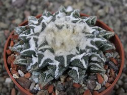 Ariocarpus kotschoubeyanus elephantidens Vista Hermosa pot 6,5 cm - 12408626