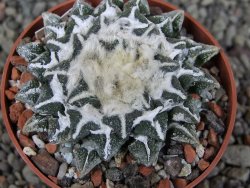 Ariocarpus kotschoubeyanus elephantidens Vista Hermosa pot 6,5 cm - 12408627