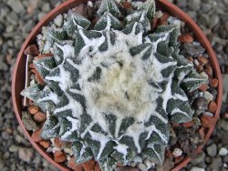 Ariocarpus kotschoubeyanus elephantidens Vista Hermosa pot 6,5 cm - 12408628