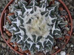 Ariocarpus kotschoubeyanus elephantidens Vista Hermosa pot 6,5 cm - 12408629