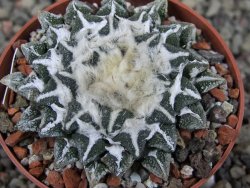 Ariocarpus kotschoubeyanus elephantidens Vista Hermosa pot 6,5 cm - 12408630