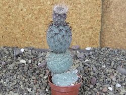 Tephrocactus geometricus pot 5,5 cm