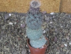 Tephrocactus geometricus pot 5,5 cm - 12408641