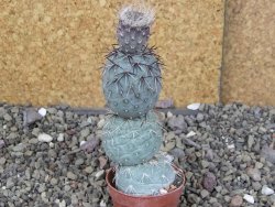 Tephrocactus geometricus pot 5,5 cm - 12408642