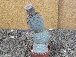 Tephrocactus geometricus pot 5,5 cm - 12408643