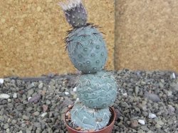 Tephrocactus geometricus pot 5,5 cm - 12408644