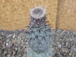 Tephrocactus geometricus pot 5,5 cm - 12408645