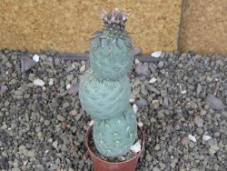 Tephrocactus geometricus pot 5,5 cm - 12408647