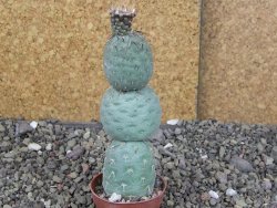 Tephrocactus geometricus pot 5,5 cm - 12408648