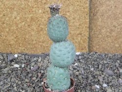 Tephrocactus geometricus pot 5,5 cm - 12408649