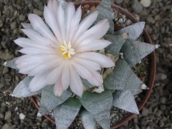 Ariocarpus retusus SB 68 Coronel, SLP, pot 9 cm cites IA - 12408651