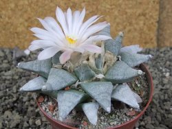 Ariocarpus retusus SB 68 Coronel, SLP, pot 9 cm cites IA - 12408652