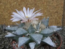 Ariocarpus retusus SB 68 Coronel, SLP, pot 9 cm cites IA - 12408653