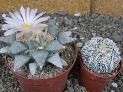 Ariocarpus retusus SB 68 Coronel, SLP, pot 9 cm cites IA - 12408654