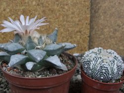 Ariocarpus retusus SB 68 Coronel, SLP, pot 9 cm cites IA - 12408655
