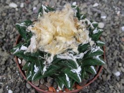 Ariocarpus fissuratus hintonii Matehuala XXL pot 9 cm - 12408656