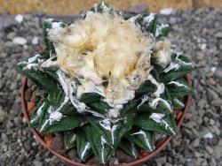 Ariocarpus fissuratus hintonii Matehuala XXL pot 9 cm - 12408657