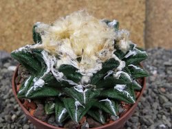 Ariocarpus fissuratus hintonii Matehuala XXL pot 9 cm - 12408658