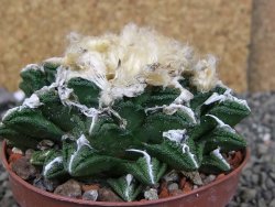 Ariocarpus fissuratus hintonii Matehuala XXL pot 9 cm