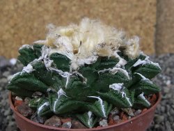 Ariocarpus fissuratus hintonii Matehuala XXL pot 9 cm - 12408660
