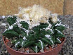 Ariocarpus fissuratus hintonii Matehuala XXL pot 9 cm - 12408661