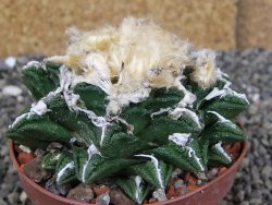 Ariocarpus fissuratus hintonii Matehuala XXL pot 9 cm - 12408662