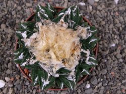 Ariocarpus fissuratus hintonii Matehuala XXL pot 9 cm - 12408664