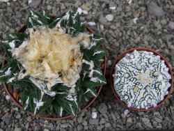 Ariocarpus fissuratus hintonii Matehuala XXL pot 9 cm - 12408666