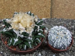 Ariocarpus fissuratus hintonii Matehuala XXL pot 9 cm - 12408667