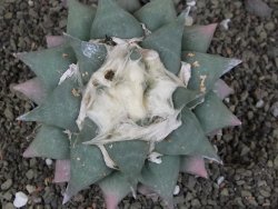 Ariocarpus furfuraceus La Ascension XXL, 12 cm - 12408668