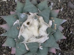 Ariocarpus furfuraceus La Ascension XXL, 12 cm - 12408669