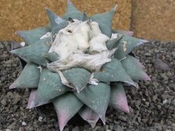 Ariocarpus furfuraceus La Ascension XXL, 12 cm - 12408670