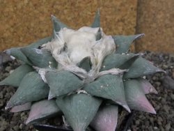 Ariocarpus furfuraceus La Ascension XXL, 12 cm - 12408671