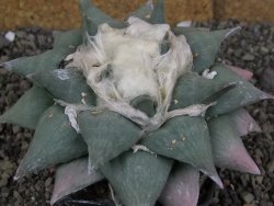 Ariocarpus furfuraceus La Ascension XXL, 12 cm - 12408673