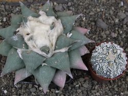 Ariocarpus furfuraceus La Ascension XXL, 12 cm - 12408674
