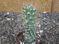 Tephrocactus flocosus, květináč 5,5 cm