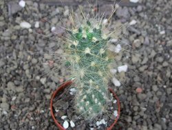 Tephrocactus flocosus, květináč 5,5 cm - 12408677
