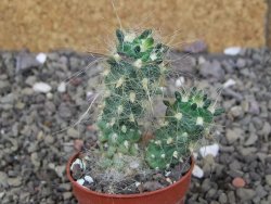 Tephrocactus flocosus, květináč 5,5 cm