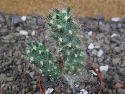 Tephrocactus flocosus, květináč 5,5 cm - 12408681