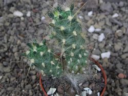 Tephrocactus flocosus, květináč 5,5 cm - 12408682